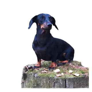 😎 dog, dachshund, animal, pet, cute whatsapp sticker