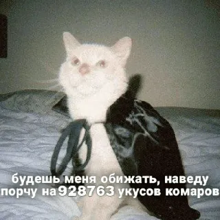 😠 будешь меня обижать, наведу порчу на 928763 укусов комаров แมว, ตลก, มีม, รัสเซีย, มุกตลก, คำสาป, ยุง telegram sticker