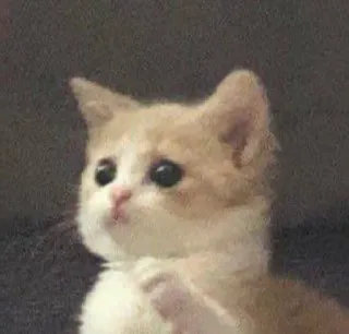 😿 кот, котенок, милый, животное, питомец, мем, смешной whatsapp sticker