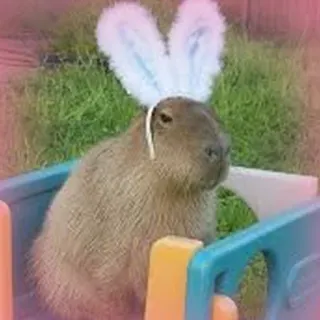 🐰 Capybara, Hasenohren, Tier, niedlich, Nagetier, Ostern whatsapp sticker