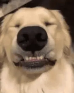😊 perro, golden retriever, animal, meme, divertido, lindo, dientes telegram sticker