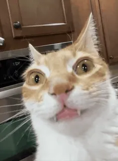 😜 chat, animal de compagnie, animal, drôle, mignon, orange, chat domestique, langue whatsapp sticker