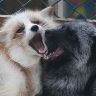 🦊 whatsapp sticker