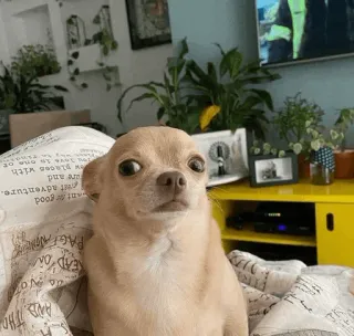 🐩 READO
PAGE NONE
ant good
t adventure.
are and
wplaces with
love is one of dog, animal, pet, chihuahua, cute telegram sticker