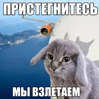 🤩 ПРИСТЕГНИТЕСЬ
МЫ ВЗЛЕТАЕМ cat, plane, travel, flying, airplane telegram sticker