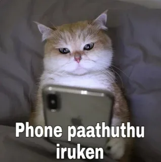 😅 Phone paathuthu iruken gato, telefone, animal, meme, internet, tâmil telegram sticker