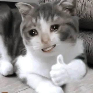♻️ gato, pulgar arriba, meme, animal, divertido, gato triste, llorando, humor telegram sticker