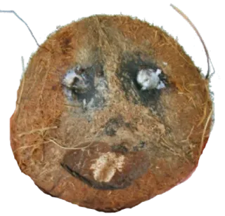 🧟‍♂ coconut, face, food, fruit telegram sticker