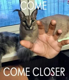 🐱 COME COME CLOSER Katze, Floppa, Meme, Tier, Lustig telegram sticker