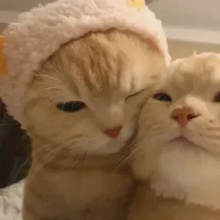🌸 gatos, animais, animais de estimação, fofo, amizade telegram sticker