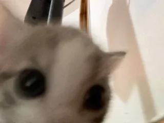 😳 kot, kociak, zwierzę, zwierzę domowe, zwierzę domowe, ssak telegram sticker