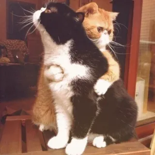 😊 gatos, abraçando, animais, animais de estimação, amizade, fofo, afeição, amor telegram sticker