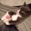 🐱