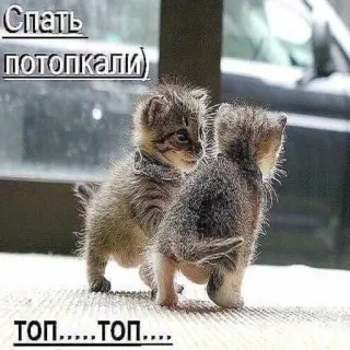 😈 Спать
ПОТОПКАЛИ)
ТОП.....ТОП.... kitten, cat, cute, animals, sleepy, walking whatsapp sticker