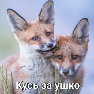 🥇 Кусь за ушко raposas, fofo, animais, vida selvagem, natureza telegram sticker