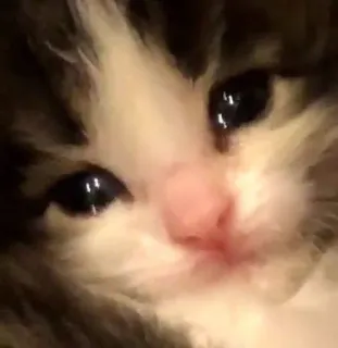🎀 cat, sad, kitten, cry, animal, pet whatsapp sticker