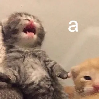 😲 a cat, kitten, cry, animal, cute, meme telegram sticker