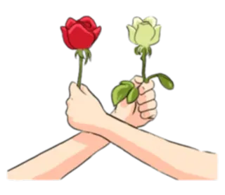 🌹 rosas, flores, manos, brazos cruzados, rosa roja, rosa blanca telegram sticker