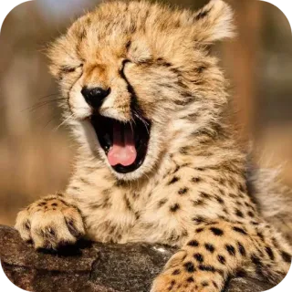 👄 เสือชีตาห์, ลูก, หาว, สัตว์, สัตว์ป่า, น่ารัก telegram sticker