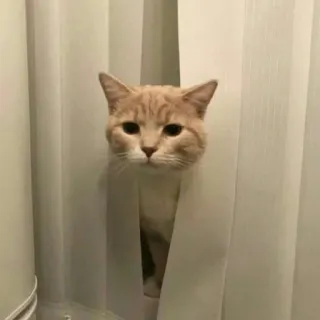 🐈 고양이, 동물, 애완동물, 커튼, 엿보기, 귀여운, 집고양이 telegram sticker