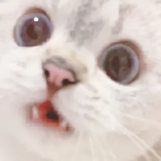 😳 gatto, meme, animale, carino, animale domestico, divertente, occhi, scioccato telegram sticker