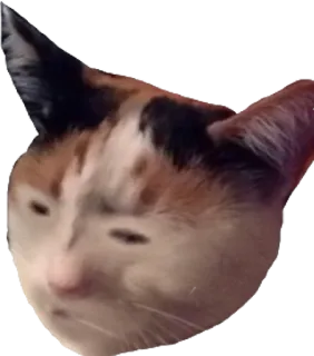 😑 cat, animal, meme, funny, cute telegram sticker