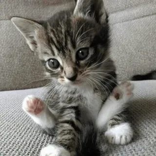 🐾 gattino, gatto, animale, carino, animale domestico, tigrato telegram sticker