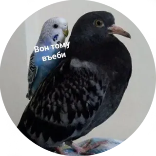 😤 Вон тому въеби vogel, duif, parkiet, grappig, aanstootgevend telegram sticker
