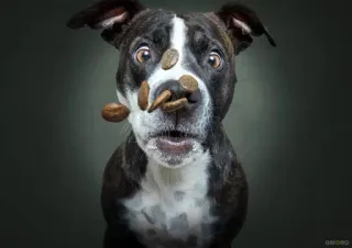 😮 cachorro, feijões, animal, engraçado, animal de estimação, retrato telegram sticker