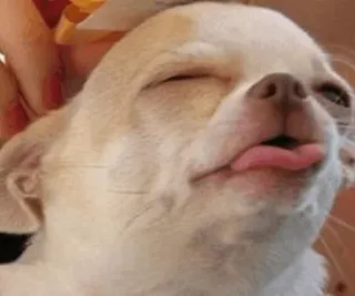 🐾 Hund, Chihuahua, Tier, Haustier, süß, Zunge, lustig telegram sticker