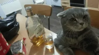 🥃 OLD BARRET cat, whiskey, alcohol, drink, bottle, glass telegram sticker