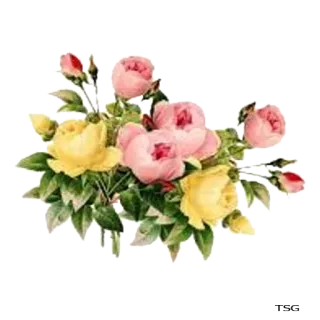 💐 flores, rosas, buquê, floral, natureza, jardim, rosas cor-de-rosa, rosas amarelas telegram sticker