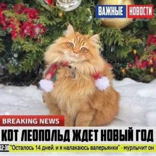 🌟 Leopold the Cat ВАЖНЫЕ НОВОСТИ
yk.com/breaking_animal
BREAKING NEWS
КОТ ЛЕОПОЛЬД ЖДЕТ НОВЫЙ ГОД
12:30 Осталось 14 дней, и я налакаюсь валерьянки мурлычит он Katze, Nachrichten, Russisch, Tier, Feiertag, Weihnachten telegram sticker