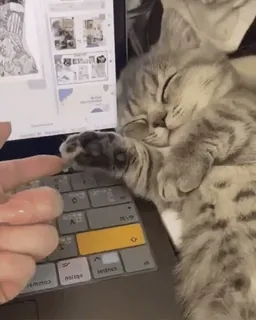 😽 cat, sleeping, keyboard, laptop, animal, cute telegram sticker