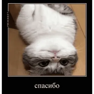 🤿 спасибо chat, mignon, animal, merci, mème telegram sticker