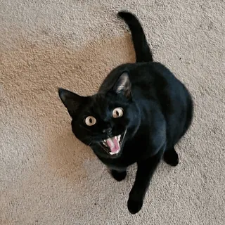 🐈‍⬛ mèo, mèo đen, thú cưng, động vật, dễ thương, mèo telegram sticker