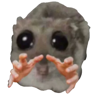 🫴 Japanese dwarf flying squirrel squirrel, flying squirrel, cute, meme, reaching, animal, small, fluffy telegram sticker