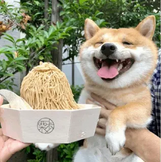 🐗 dog, shiba inu, food, dessert, happy, cute telegram sticker