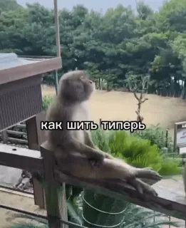 😒 как шить типерь ลิง, ธรรมชาติ, สัตว์ whatsapp sticker
