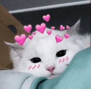 ❤️ cat, white cat, hearts, cute, animal, domestic cat, pet telegram sticker