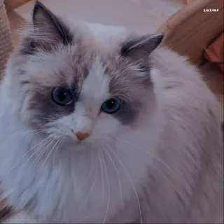 🐱 고양이, 래그돌, 귀여운, 동물, 애완동물, 집고양이, 파란 눈 telegram sticker