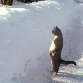 🐈 chat, animal, neige, hiver, debout, extérieur, animal de compagnie telegram sticker