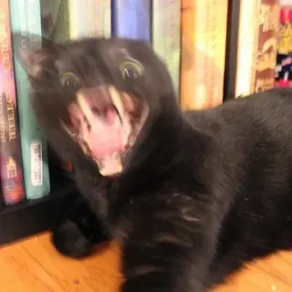 🤪 cat, black cat, yawning, funny, animal, pet, domestic animal, feline telegram sticker