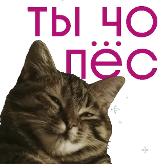🖕 ТЫ ЧО ПЁС cat, pet, russian, funny, animal telegram sticker