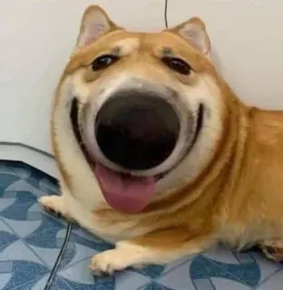 👅 cachorro, meme, engraçado, animal, animal de estimação, corgi telegram sticker
