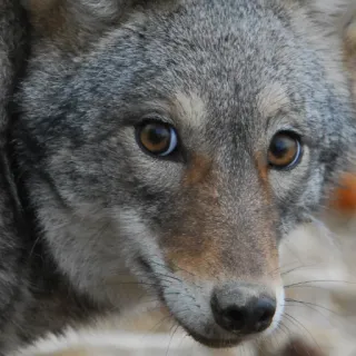 😯 coyote, animal, wildlife, mammal, nature, canid, predator telegram sticker