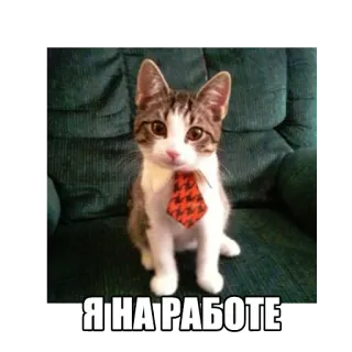 👔 Я НА РАБОТЕ gato, gatito, corbata, trabajo, oficina, divertido, animal telegram sticker