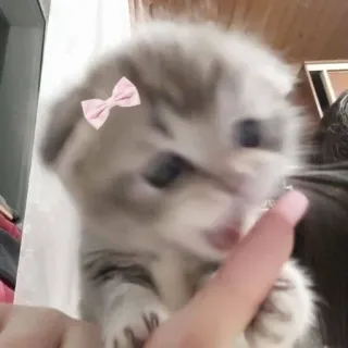 🌟 kätzchen, katze, tier, süß, haustier, haustier, schleife telegram sticker