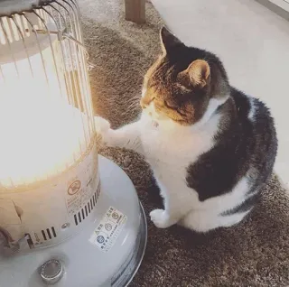 🐈 고양이, 히터, 동물, 따뜻함, 반려동물 telegram sticker