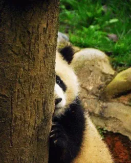 🤩 Panda, Animal, Fofo, Mamífero, Vida Selvagem, Urso telegram sticker